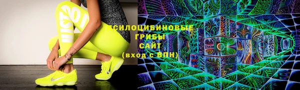 хмурый Тайга